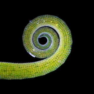Ranomafana - Close-up of a chameleon tail